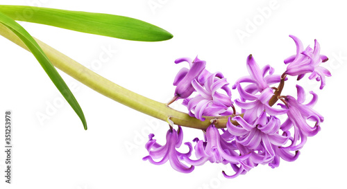 Canvas-taulu Purple hyacinth flower and green leaves