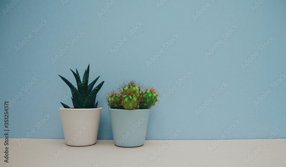 Fototapeta premium Small cactus, plants potted in white and blue pots for home decoration on blue and gray background. Green home houseplant. Copy space.
