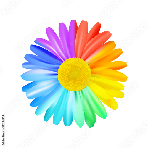 Beautiful rainbow daisy flower, multicoloured camomile.  Premium vector.