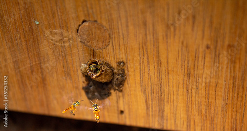 Two meliponian bees guarding the entrance to their honeycomb, Medellin, Antioquia, Colombia. photo