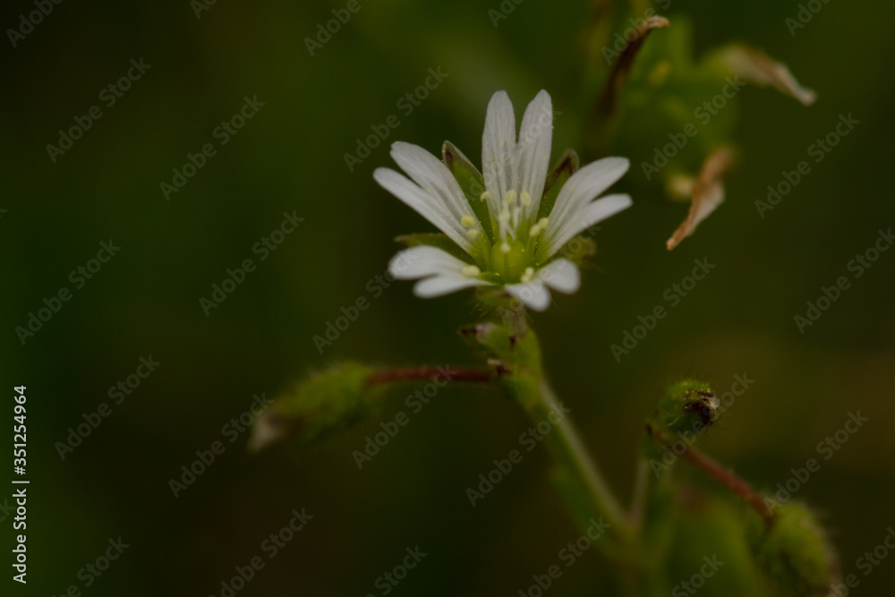 macro photo of white flowers in spring in prague in czech republic
macro photo of white flowers in spring in prague in czech republic