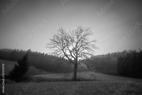 moody landscape in the hills of Winterberg Germany 