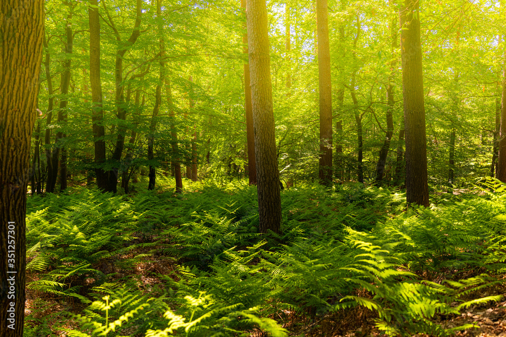 Sonnendurchflutete Waldlichtung