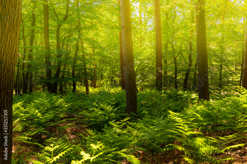 Sonnendurchflutete Waldlichtung