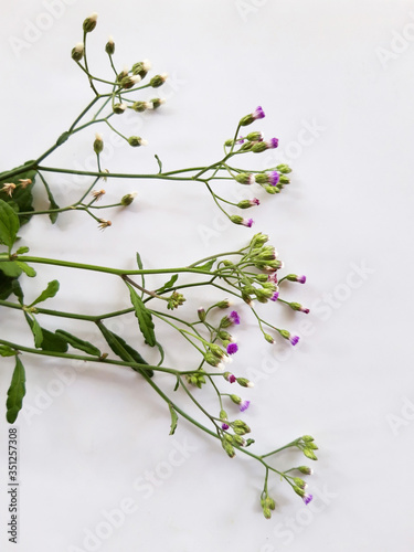 a bucket of beautiful wildflower