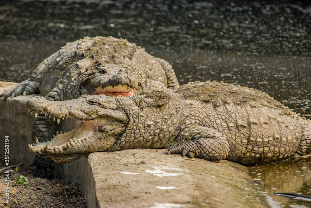 Fototapeta premium a Mugger crocodile(Crocodylus palustris) opens big mouth. It is a crocodilian native to freshwater habitats from southern Iran to the Indian subcontinent. 