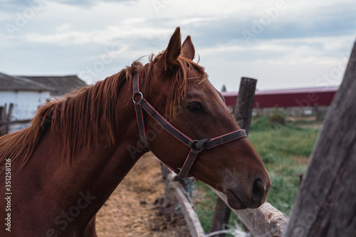 Portrait of a beautiful brown stallion. Horse farm.
