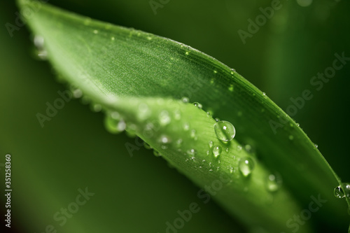 A natural texture of the leaves. Close-up of a Dewdrop on a fresh juicy Lily of the valley leaf in the early morning for a design on the theme of spring, ecology, freshness.