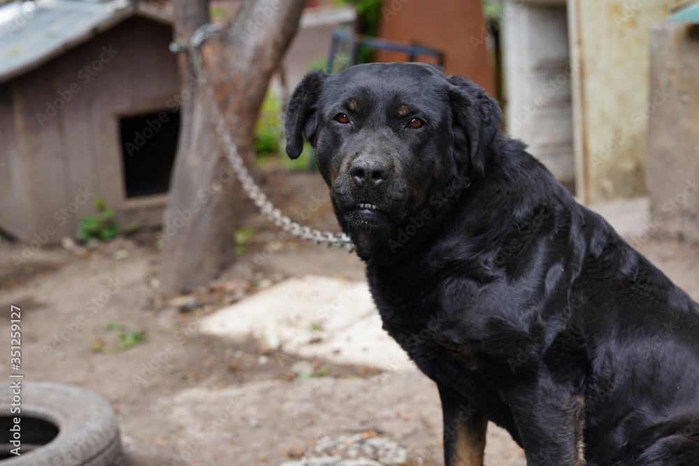 A large black dog on a chain guards the house. Watching dog A large black dog on a chain guards the house. Watching dog