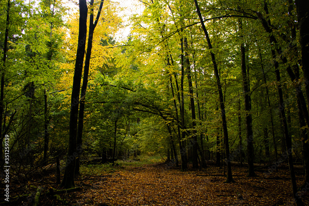 Fototapeta premium sun rays in the forest