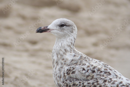  Herring gull bird in the spring © moniadk