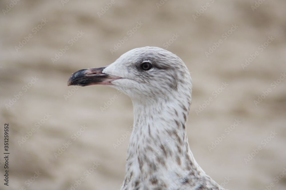 Herring gull bird in the spring
Herring gull bird in the spring