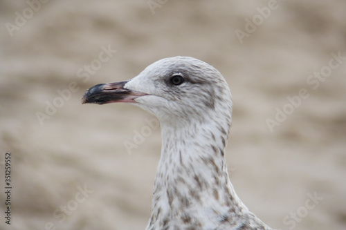  Herring gull bird in the spring © moniadk