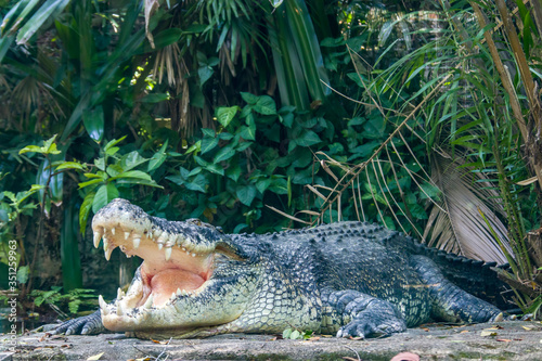 The saltwater crocodile (Crocodylus porosus) is a crocodilian native to saltwater habitats and brackish wetlands from India's east coast across Southeast Asia and the Sundaic region to Australia.