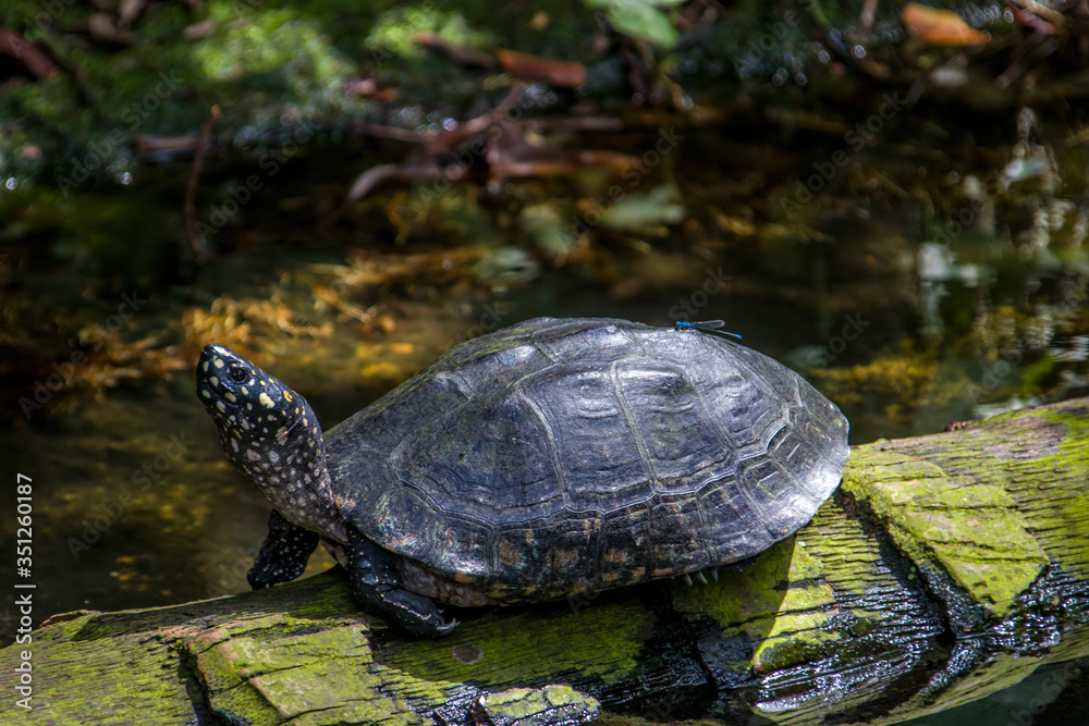 Fototapeta premium A black pond turtle (Geoclemys hamiltonii) rests on the wood. There is a dragonfly stops on its shell. It is a species of freshwater turtle endemic to South Asia.