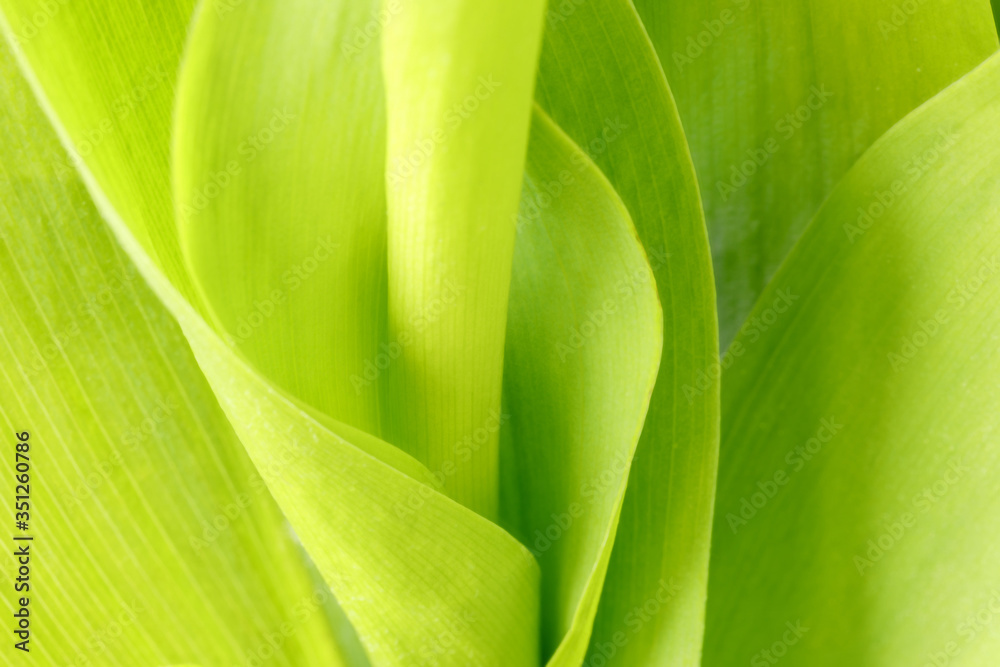 Beautiful leaf texture in nature. Natural green background for design on a theme of ecology, cleanliness, freshness. Blurred Beautiful leaf texture in nature. Natural green background for design on a theme of ecology, cleanliness, freshness. Blurred