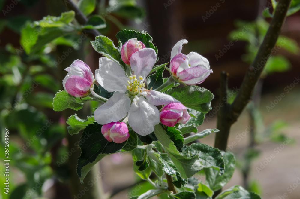Obraz premium apple tree in blossom in springtime