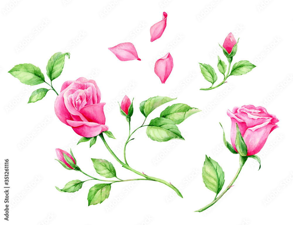 Hand drawn watercolor pink English Roses. Romantic background for web pages, wedding invitations, wallpaper.