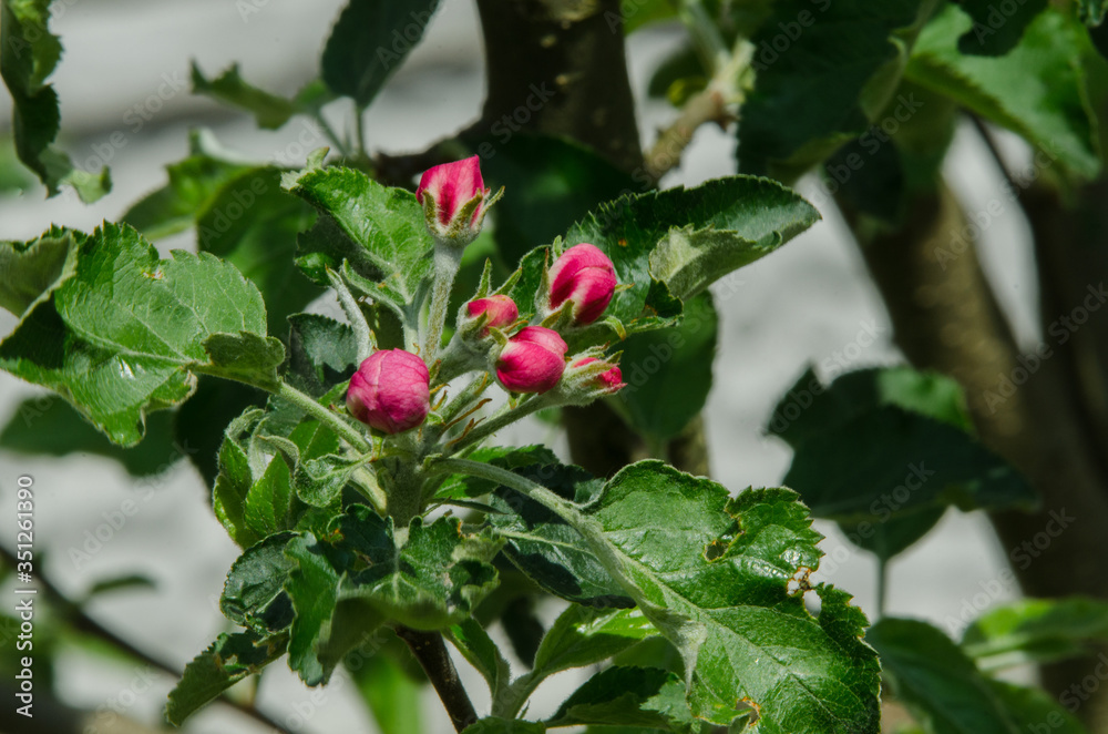Obraz premium apple tree in blossom in springtime