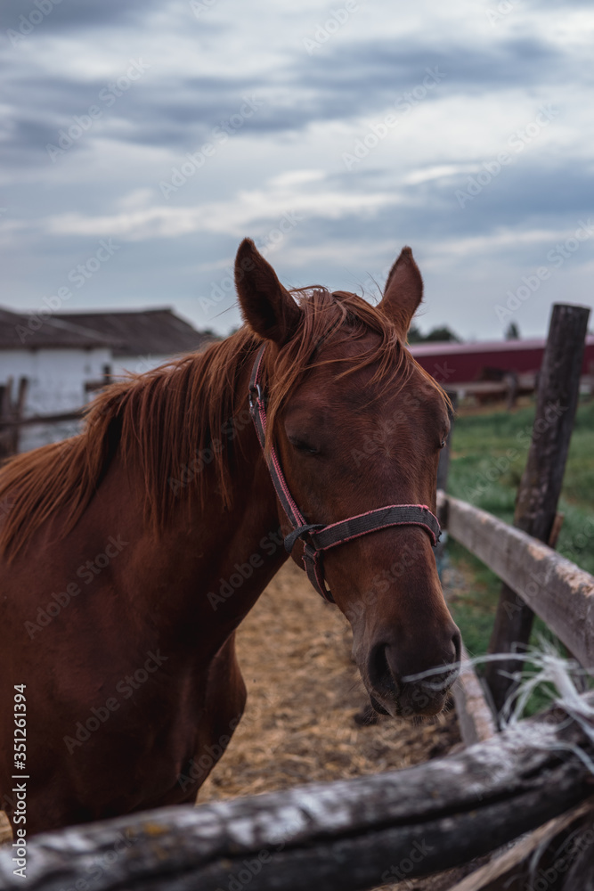 Portrait of a beautiful brown stallion. Horse farm. Portrait of a beautiful brown stallion. Horse farm.