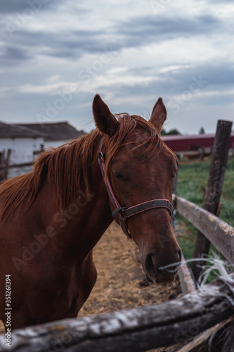 Portrait of a beautiful brown stallion. Horse farm. © Ekaterina