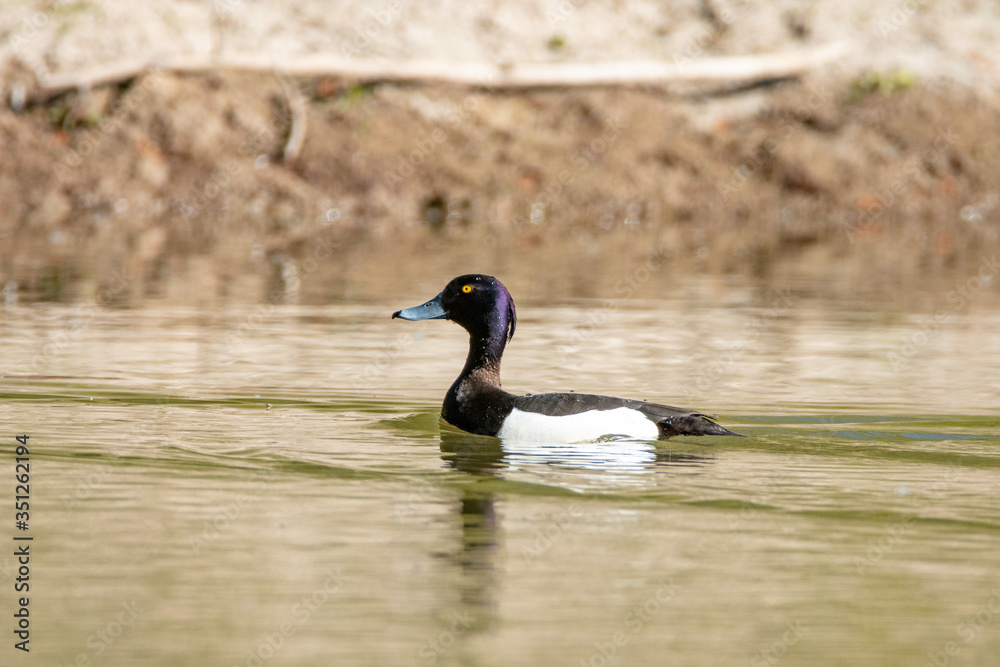 Fototapeta premium duck on the water