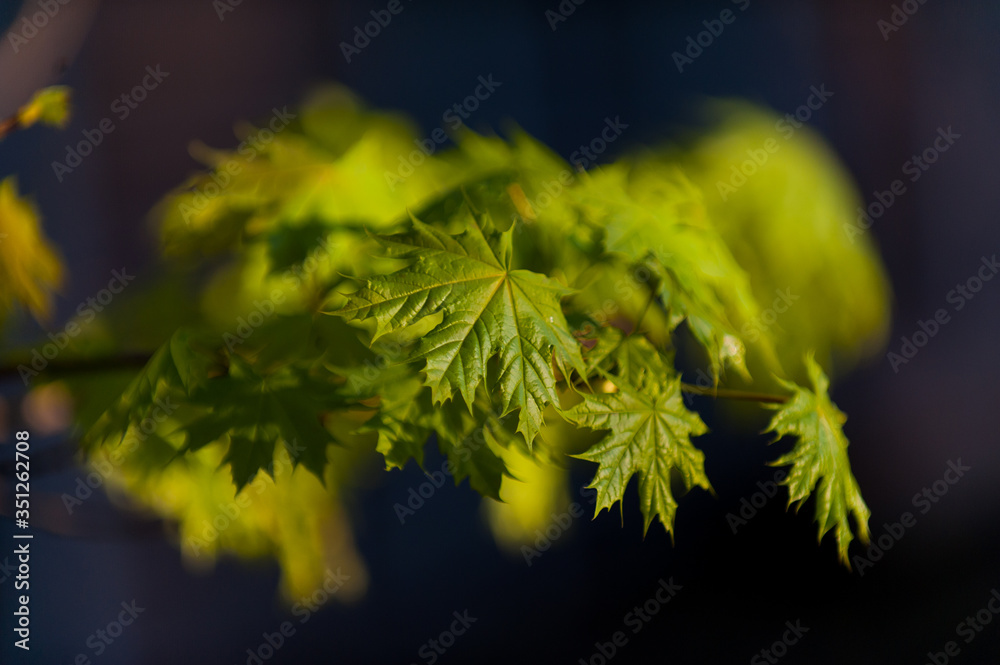 Fototapeta premium little maple leaves on tree in springtime