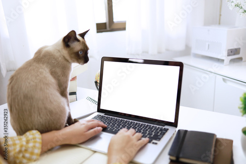 Coronavirus. Business woman working from home with cat Concept home quarantine, prevention COVID-19, Coronavirus outbreak situation © Charlie's