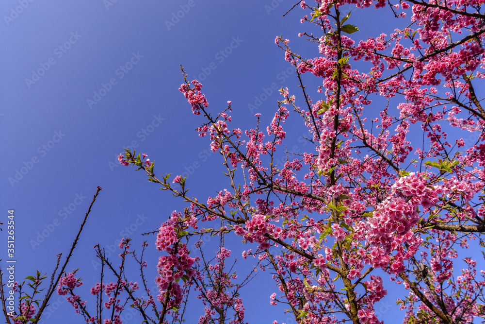 beautiful Sakura cherry Blossom with blue sky beautiful Sakura cherry Blossom with blue sky