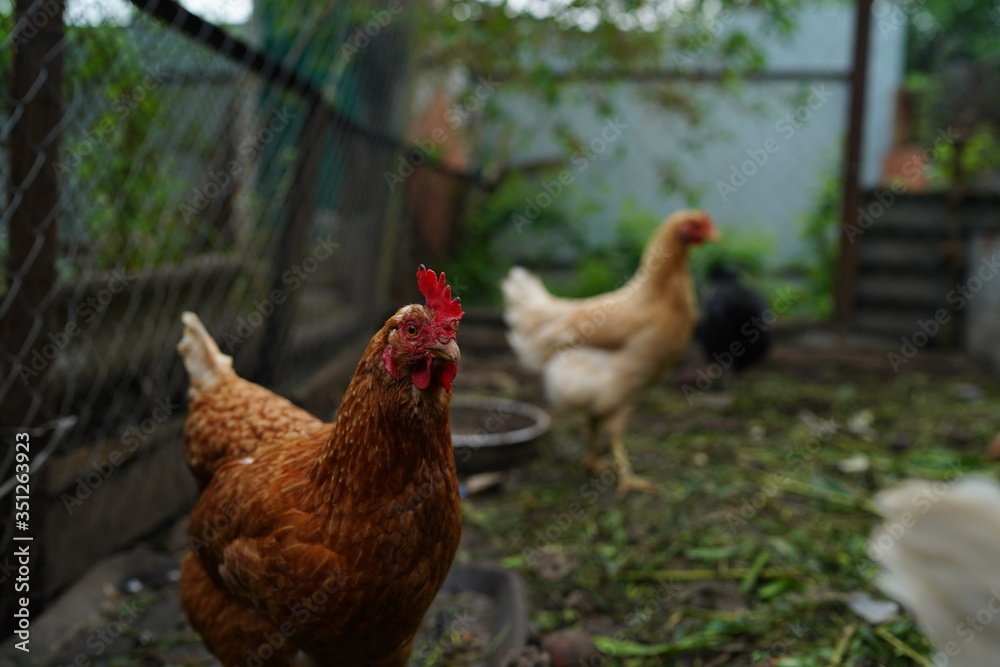Fototapeta premium Chicken walking in paddock. Chicken looking for grains while walking in paddock on farm