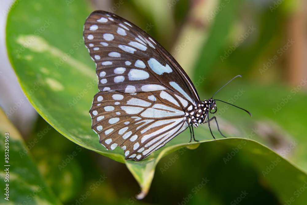 Naklejka premium blue tiger butterfly