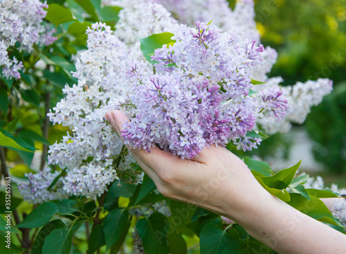 Spring view of lilac tree flowers