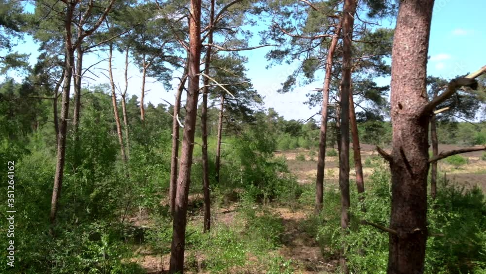 Drone flies trough forrest of pine trees and bushes with meadow in background Drone flies trough forrest of pine trees and bushes with meadow in background