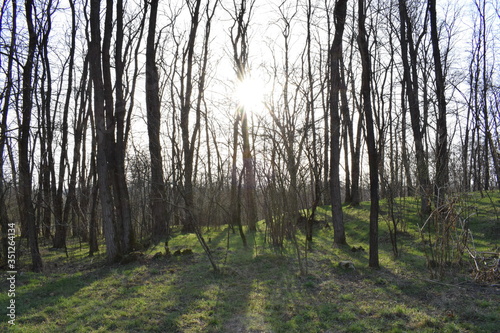 sun behind a wood photo