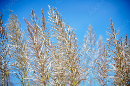 Tall Grass Flower