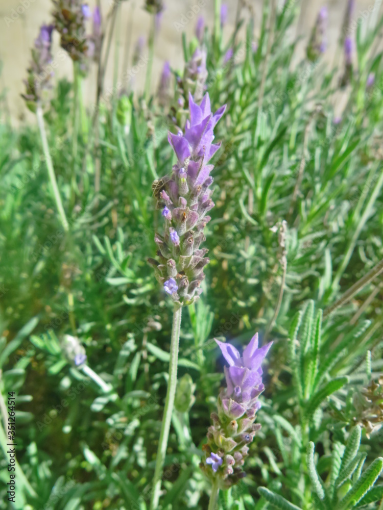 Obraz premium lavanda