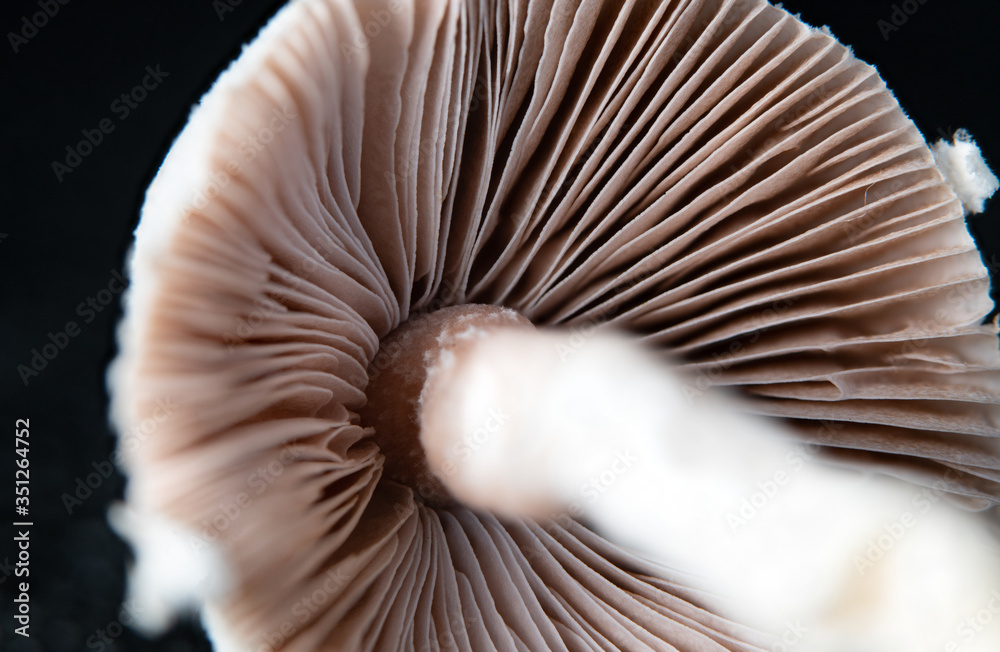 mashroom ultra macro