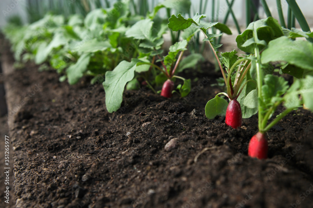 Red fresh radish growing from the ground, closeup. Selective focus. Red fresh radish growing from the ground, closeup. Selective focus.
