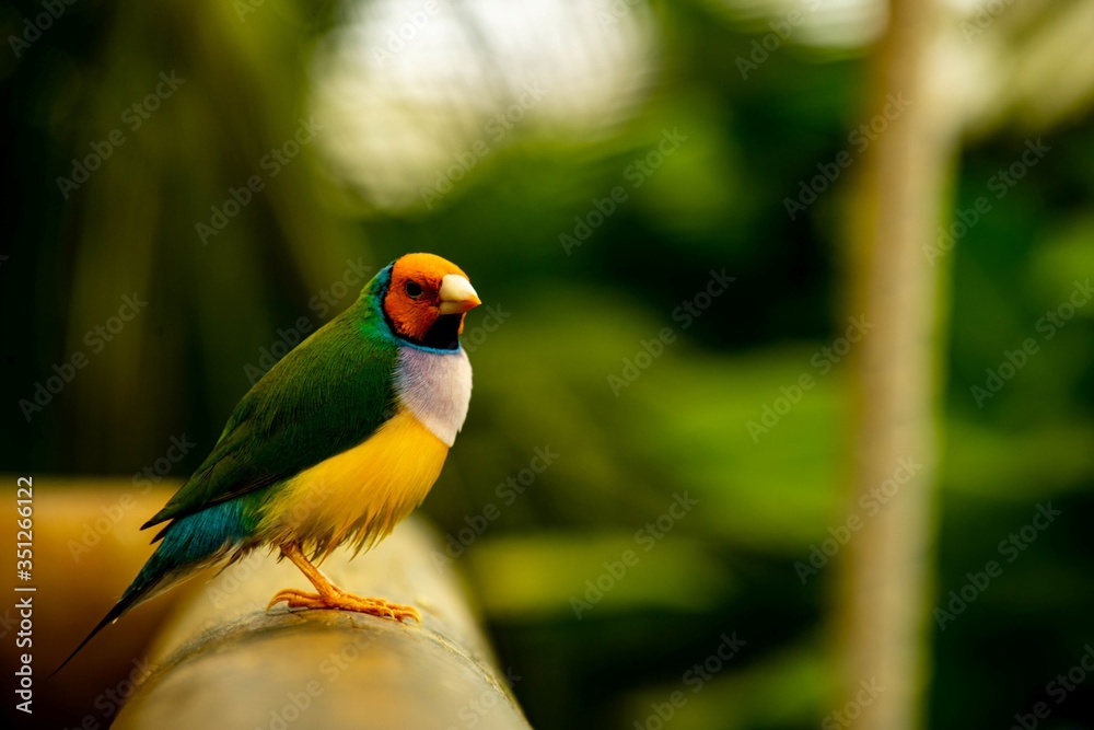 Gouldian finch perched on a hand rail in a butterfly park.