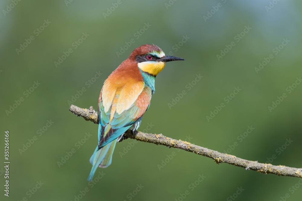 Beautiful portrait of Bee eater (Merops apiaster) Beautiful portrait of Bee eater (Merops apiaster)