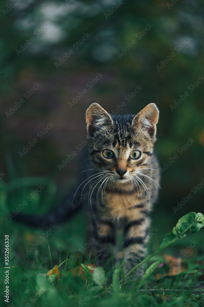A small striped grey kitten is hunting