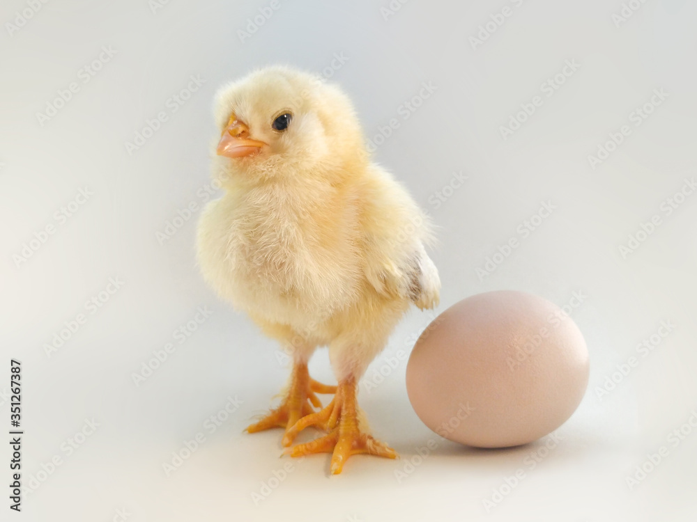 Three day old chicken beside the egg on a light background.