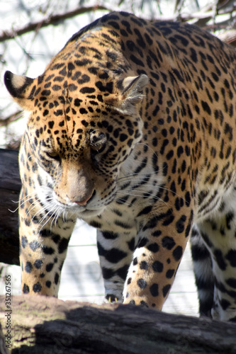 Jaguar © Laís Milena Dias