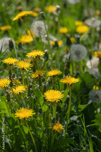 Dandelion flower in green grass.