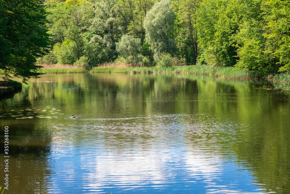 Beautiful lake with green leaves of water lilies.