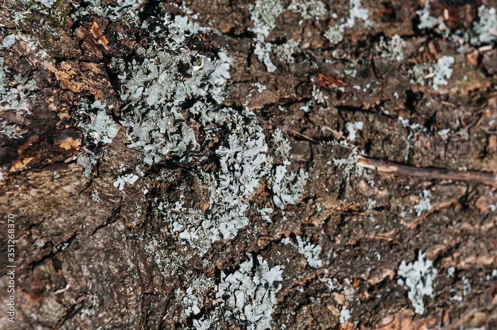 old tree bark with moss old tree bark with moss
