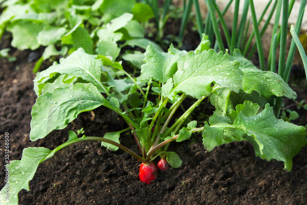 Red fresh radish growing from the ground, closeup. Selective focus. Red fresh radish growing from the ground, closeup. Selective focus.