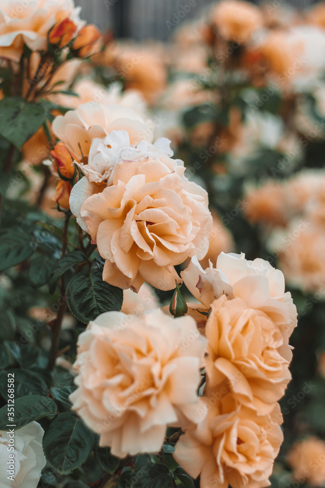 Blossoming roses Blossoming roses