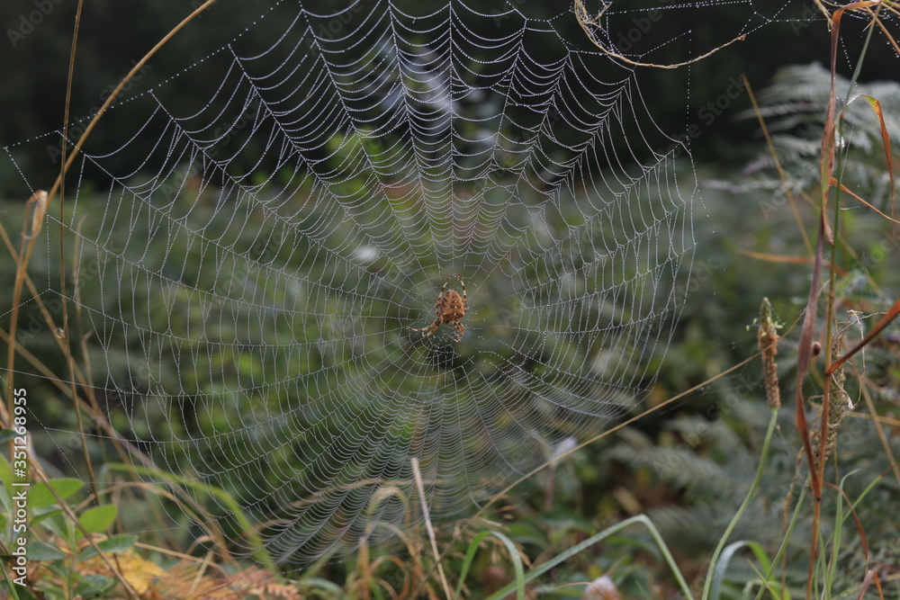 Spider's web during a bike ride. 
