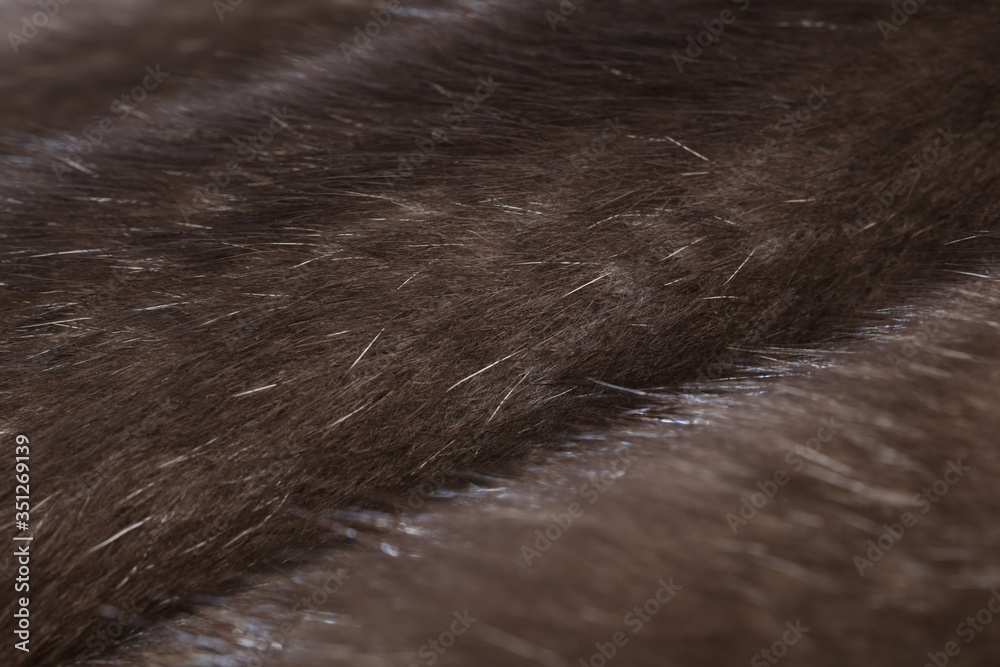 Skins of natural fur sable. Skins of natural fur sable.